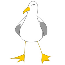 Image of Seagull